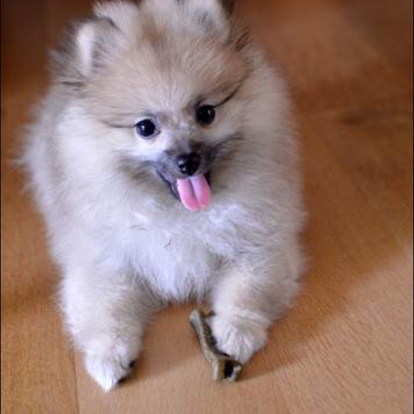 Meet your Posher, Tatyana - Picture 2 of 10